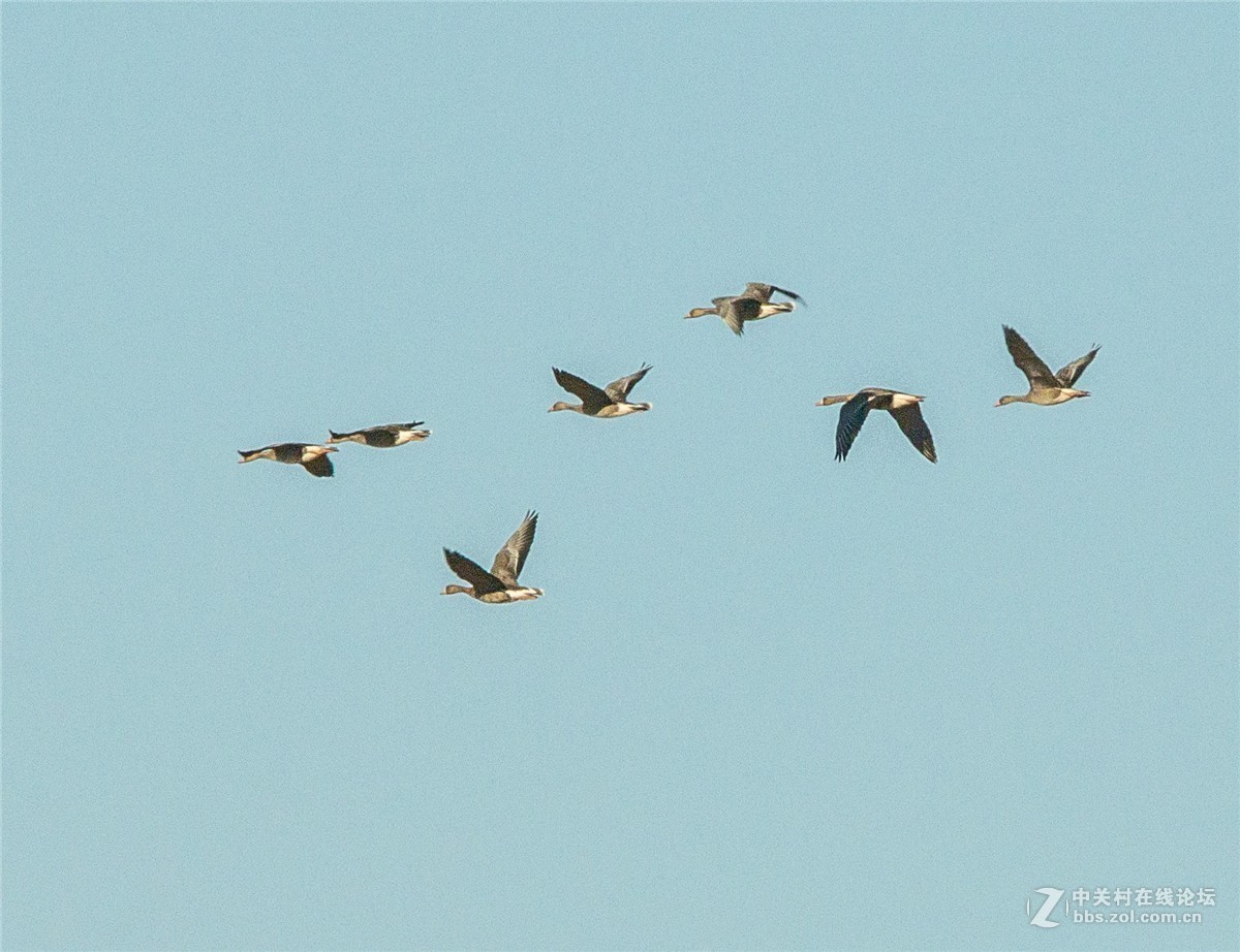 海日苏稻田里的大雁