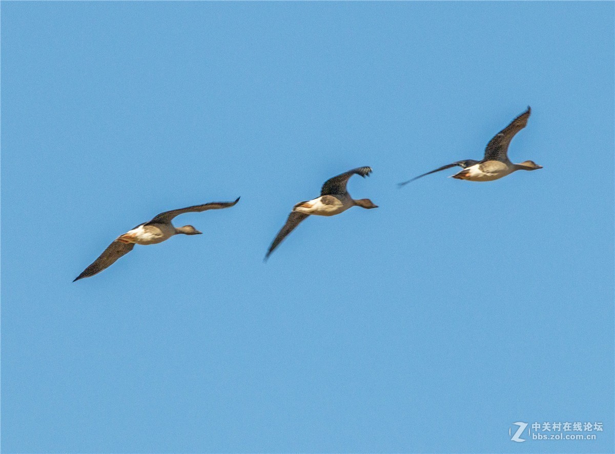 海日苏稻田里的大雁