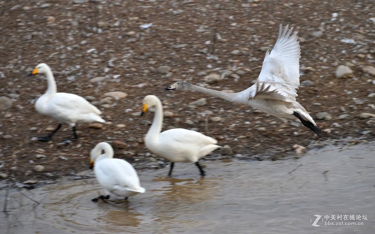 飞翔和嬉水的天鹅