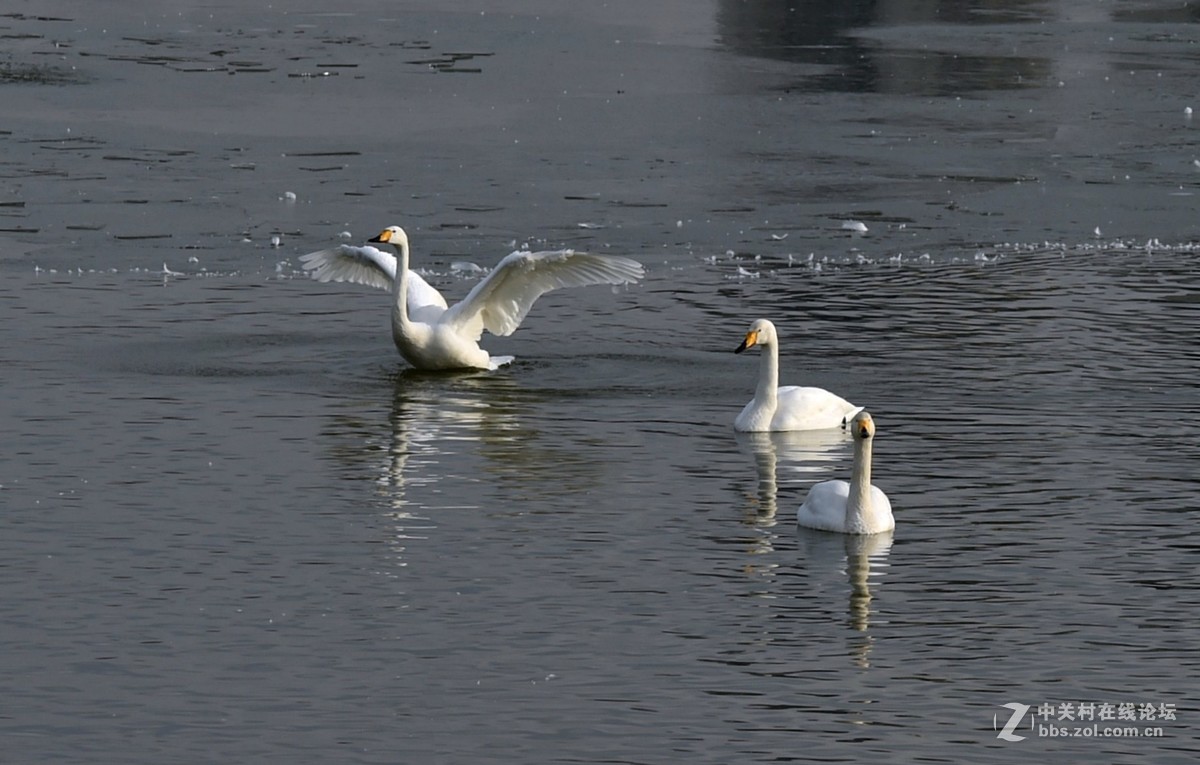 飞翔和嬉水的天鹅