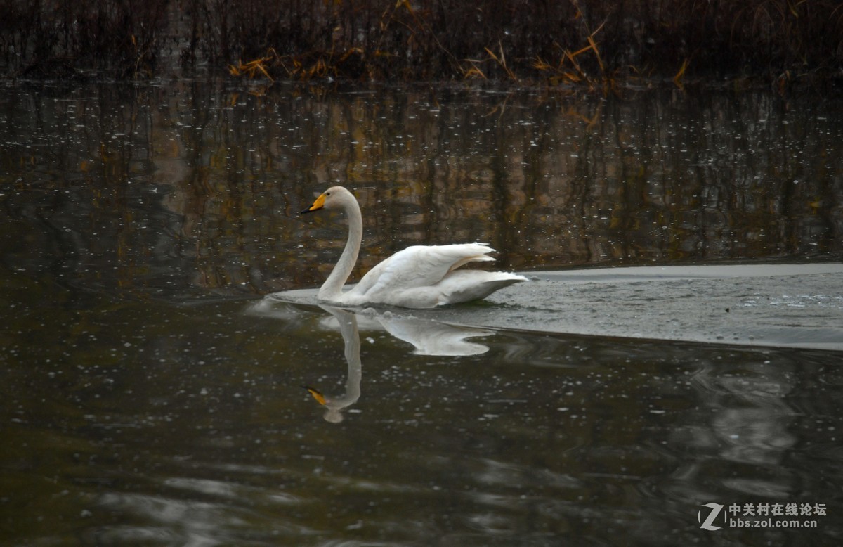 飞翔和嬉水的天鹅