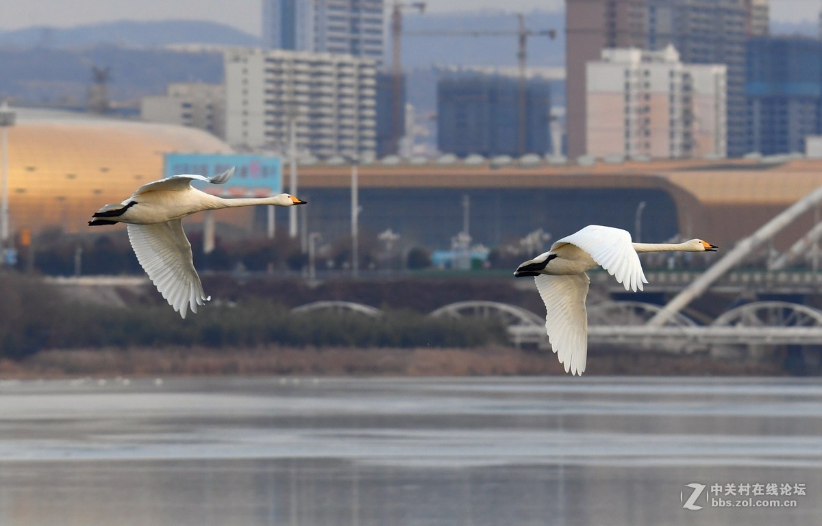 飞翔和嬉水的天鹅