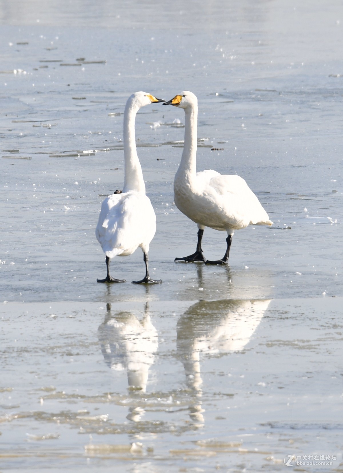 飞翔和嬉水的天鹅
