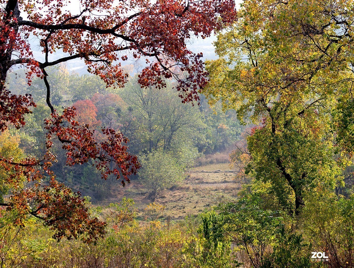 #ZOL月赛晒秋# 山乡红叶