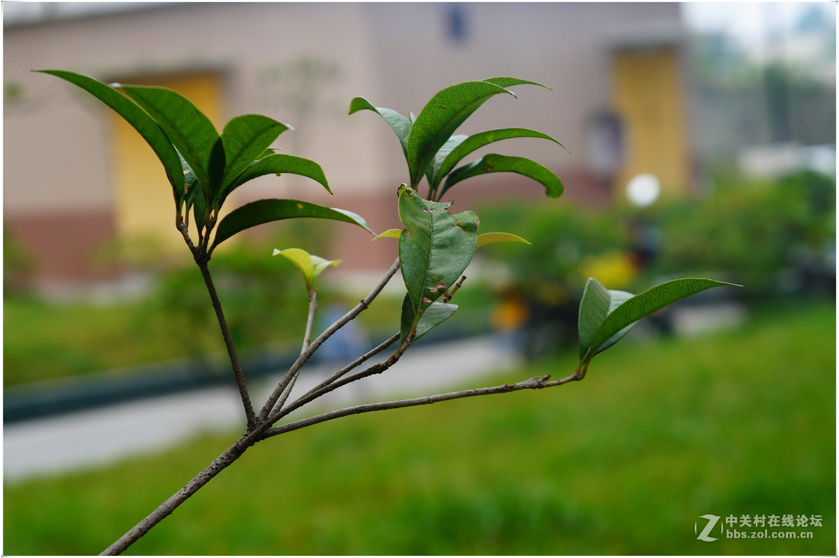 索尼A3000在6K前面发布的，准备升级A6100还是升级A7？