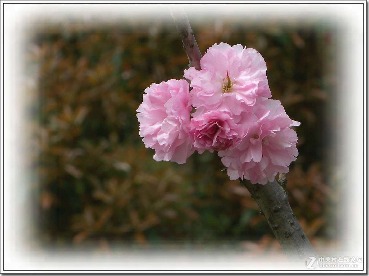 春花秋赏（十）