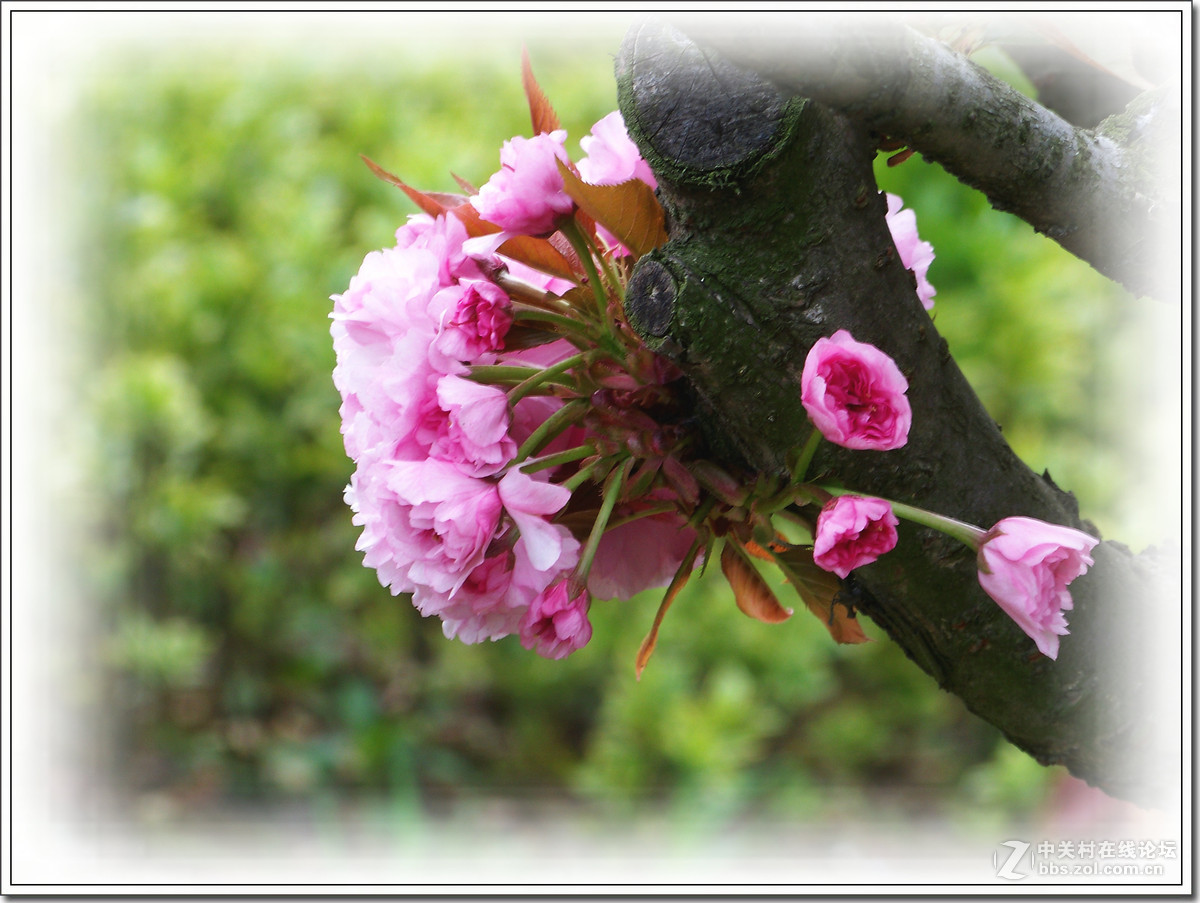 春花秋赏（十）