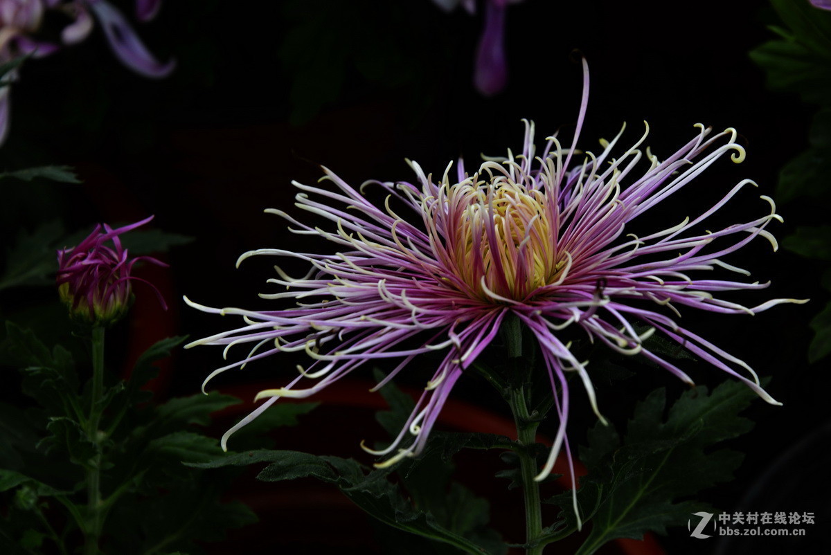 #版主坐堂#2015年12月份《承德》优秀作品选辑