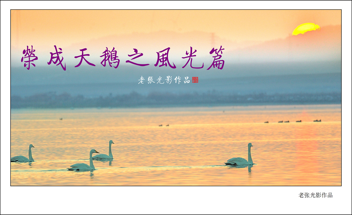 【老张光影】荣城天鹅主题——灵动风光