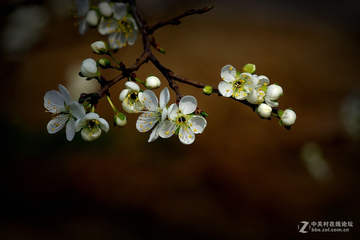 桃花？