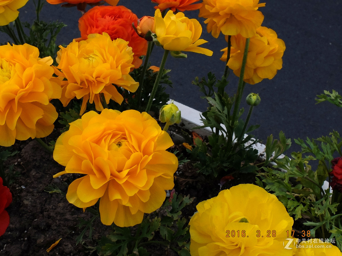 争奇斗妍决不是说说而已，你能看出是在哪里拍摄的吗？