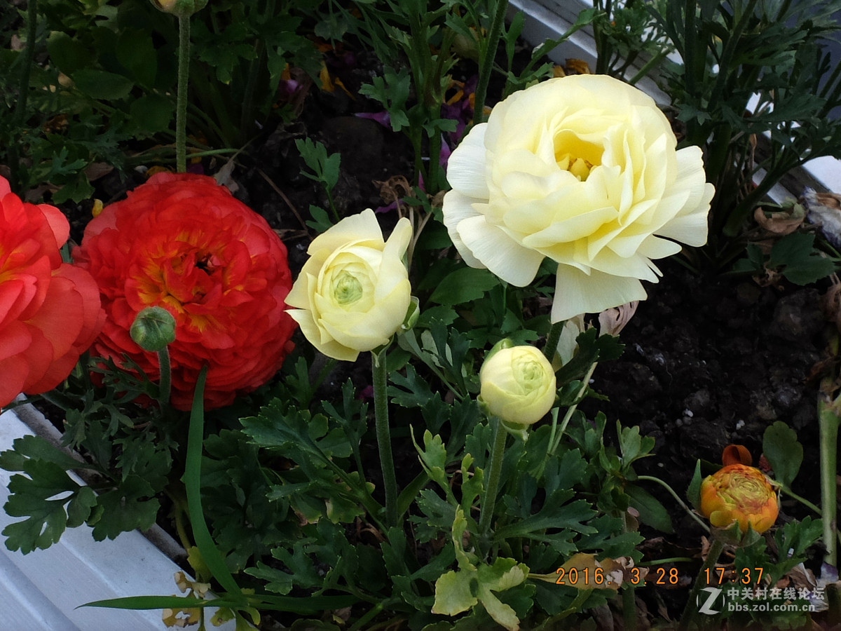 争奇斗妍决不是说说而已，你能看出是在哪里拍摄的吗？