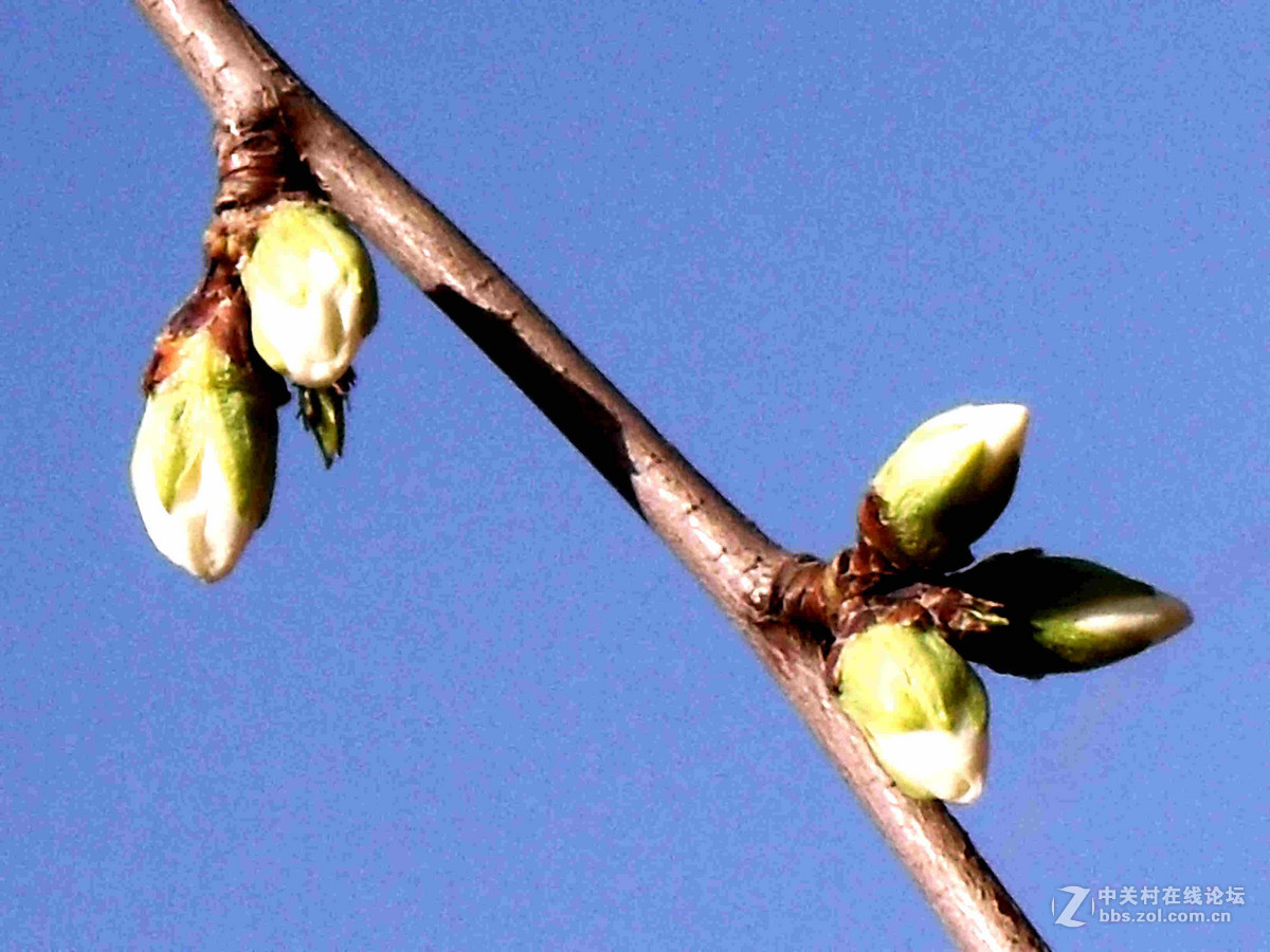 上班路上没带单反，10年前老卡片机随拍几张桃花。