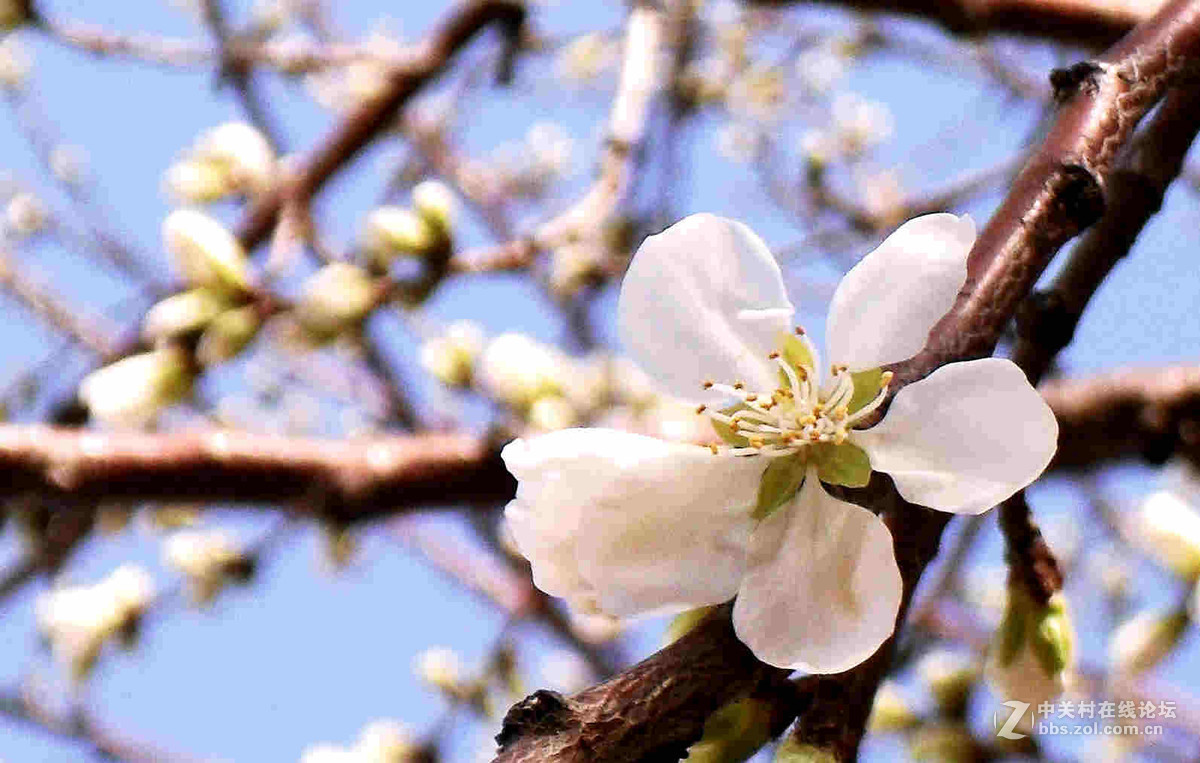 上班路上没带单反，10年前老卡片机随拍几张桃花。