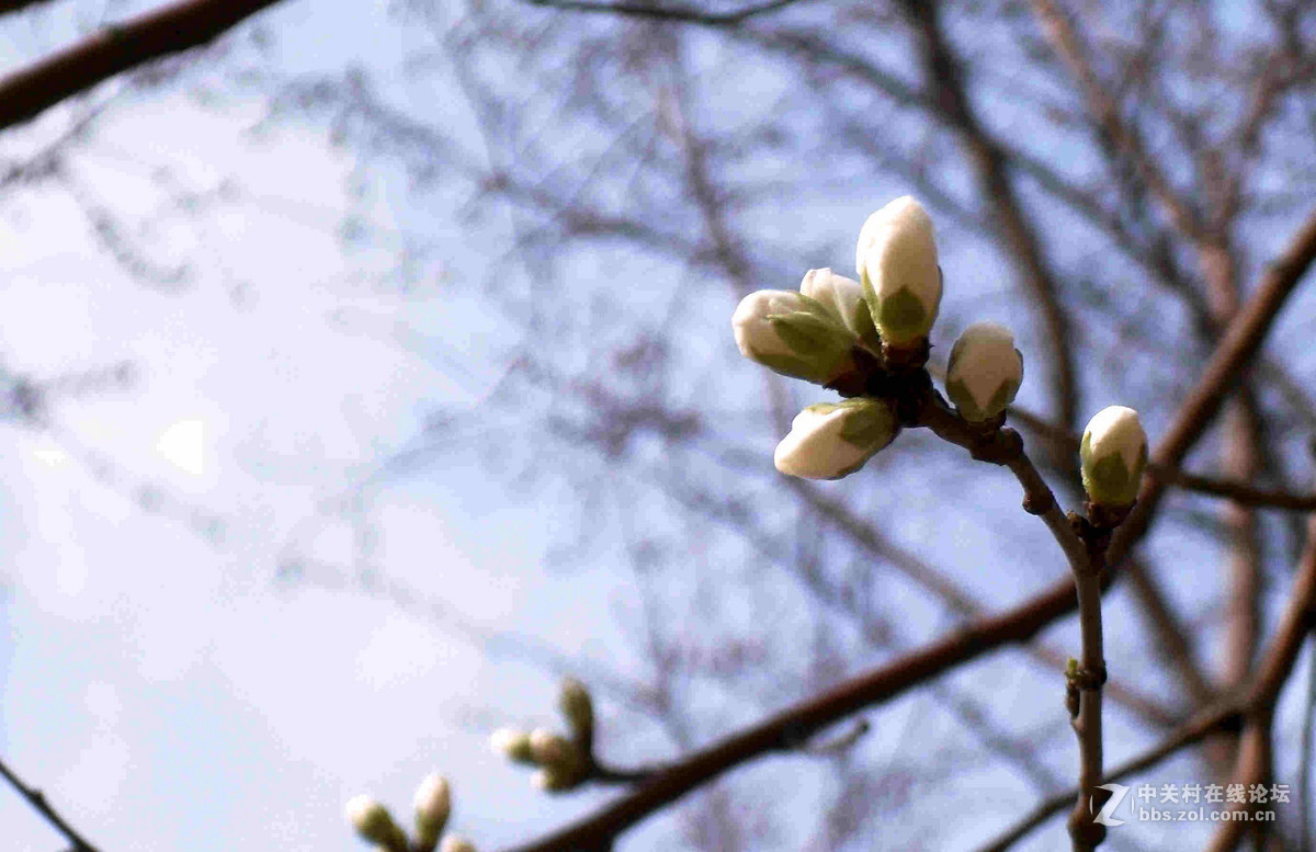 上班路上没带单反，10年前老卡片机随拍几张桃花。