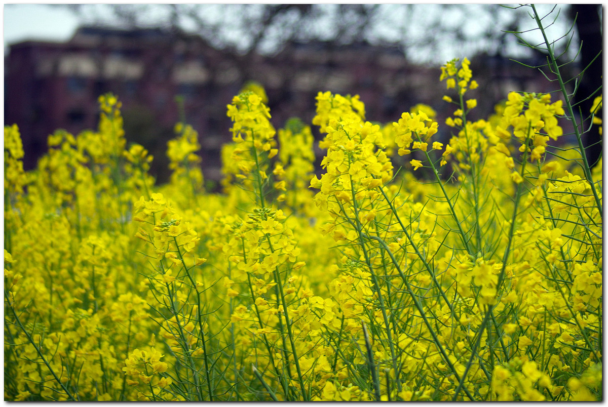 黄灿灿的油菜花