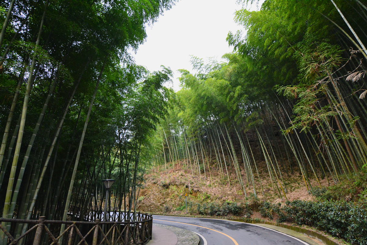 四川宣汉县鹅城竹海