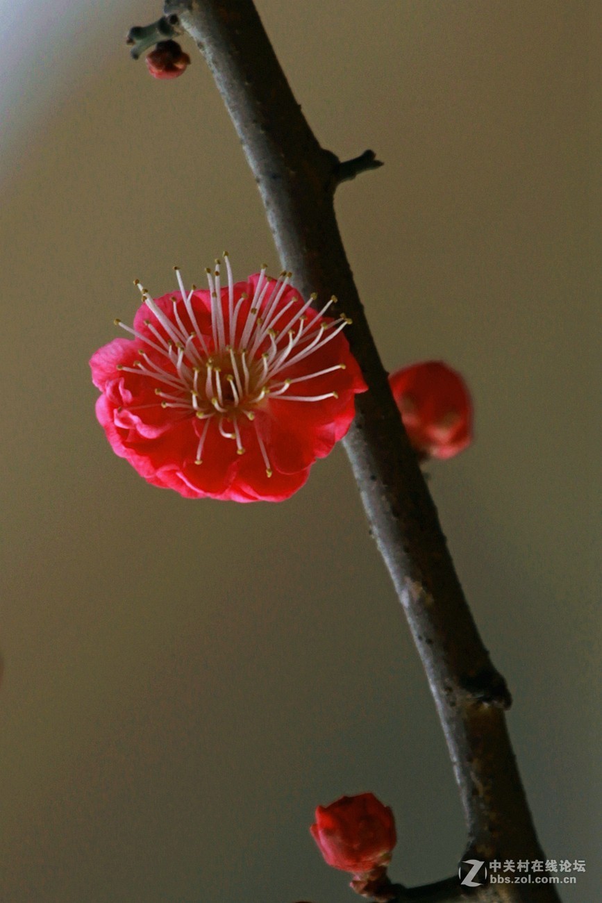 紅梅花之九