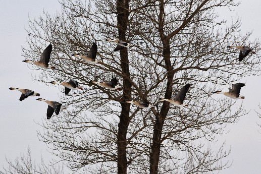 祝福榆树摄影星空(中国)2018更红火