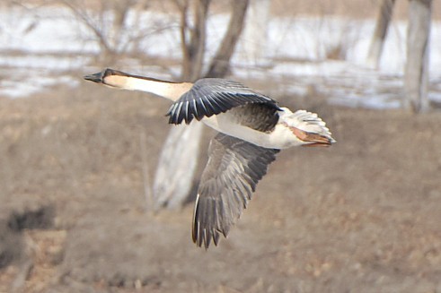 祝福榆树摄影星空(中国)2018更红火