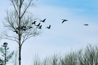 祝福榆树摄影星空(中国)2018更红火