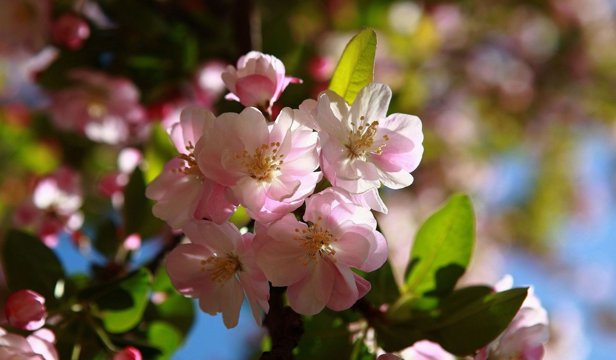 阳光下的海棠花