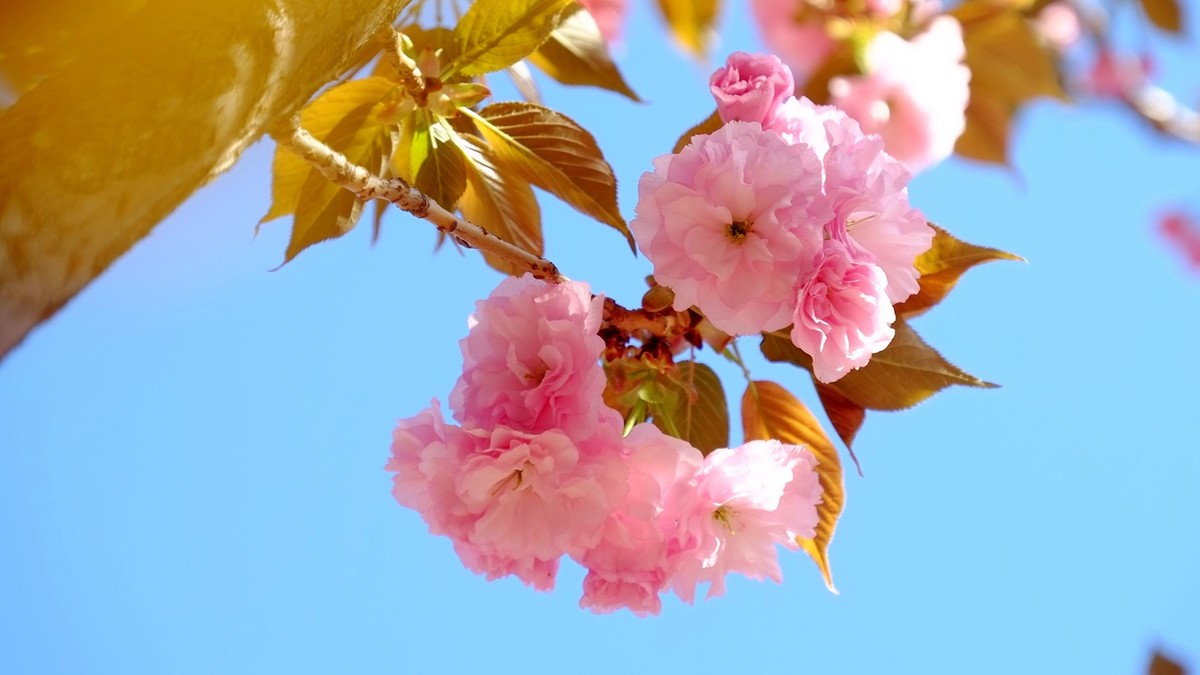 走进春天里樱花四