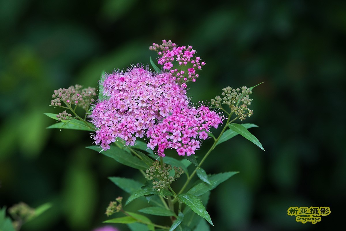 红花绣线菊