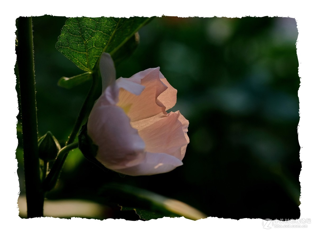 x-e3  60/2.4 芙蓉葵