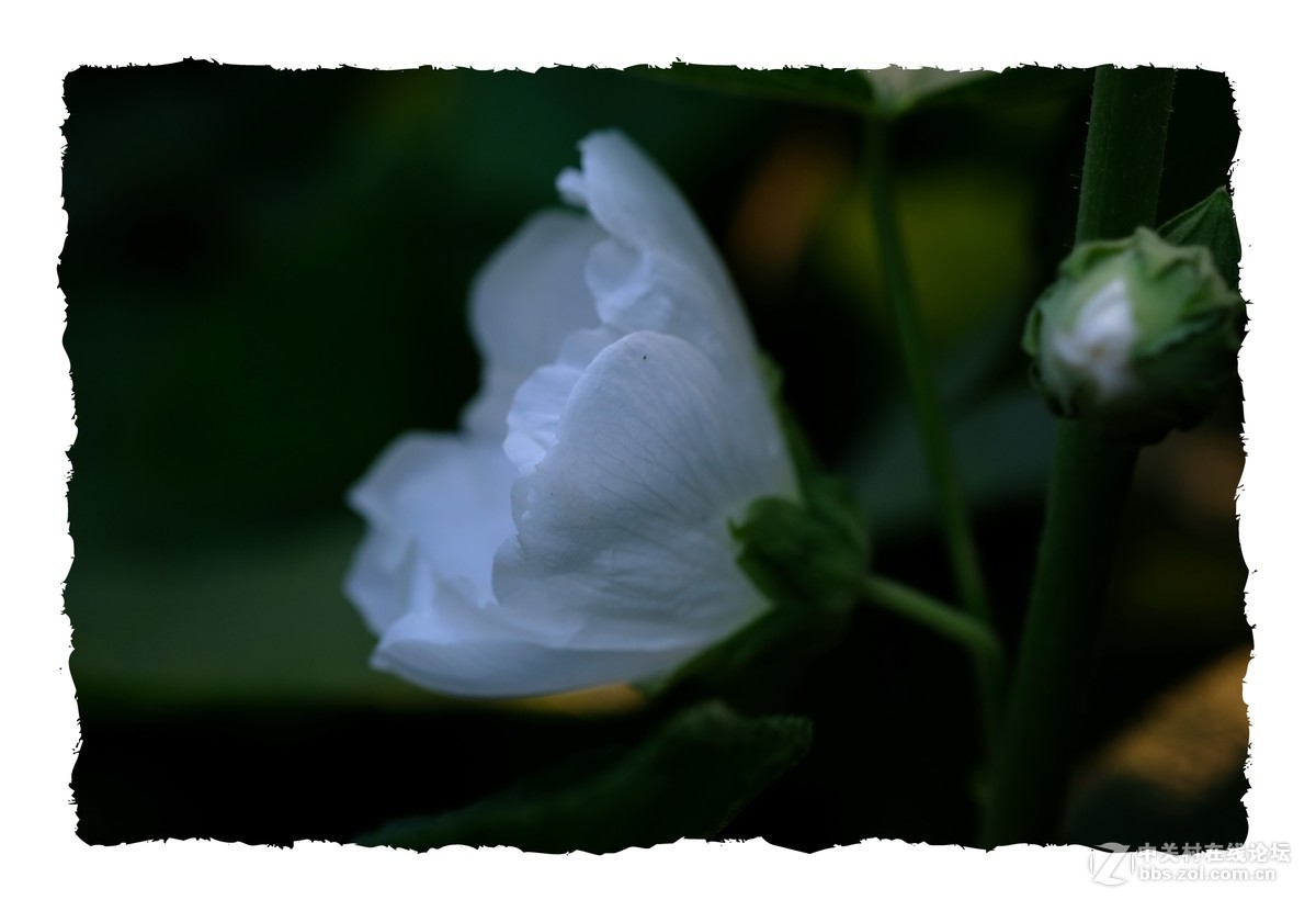 x-e3  60/2.4 芙蓉葵