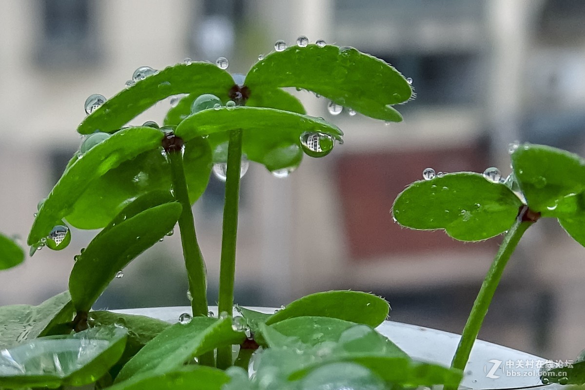 新购索尼HX400长焦相机，试拍几张