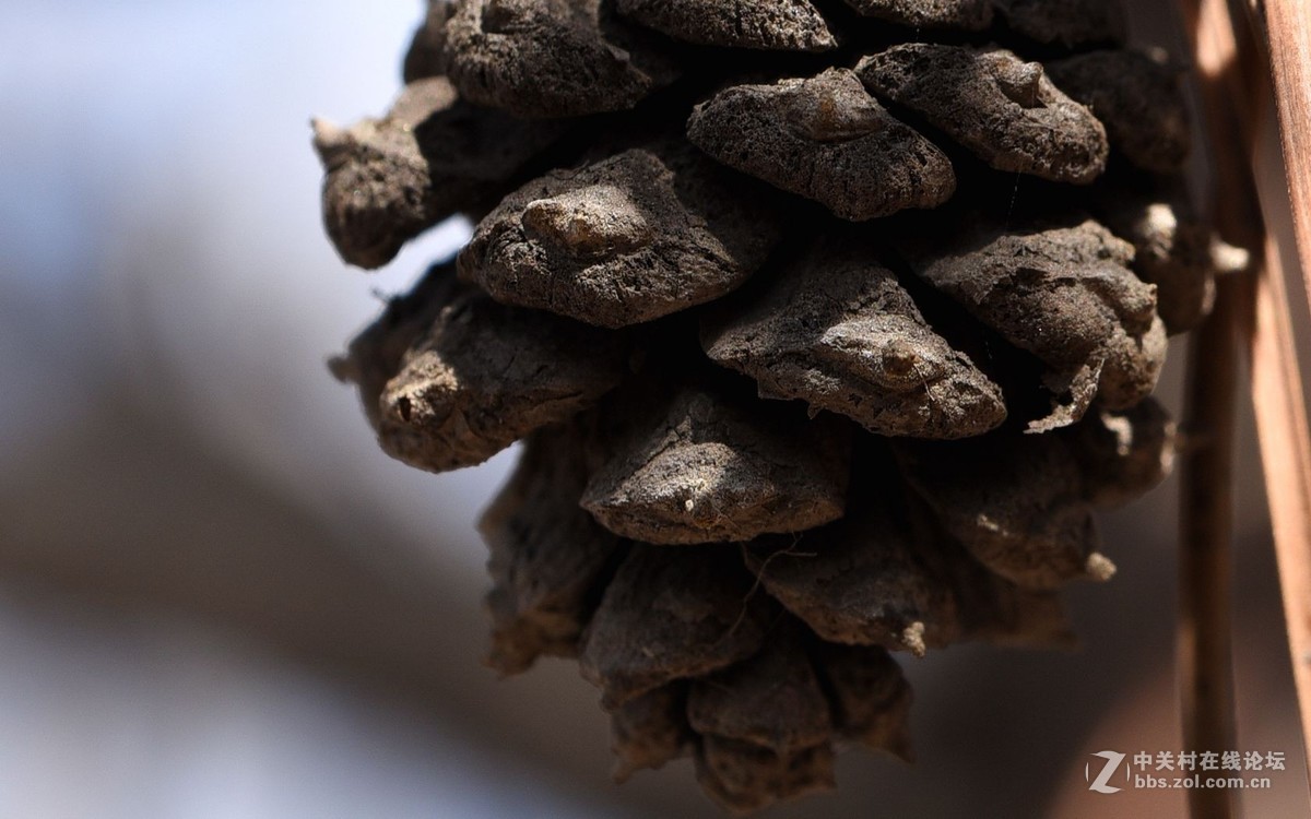 初入微距，腾龙新款90微第一次试拍！