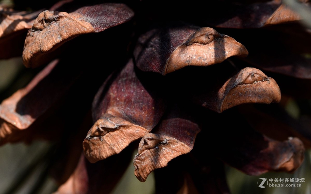 初入微距，腾龙新款90微第一次试拍！