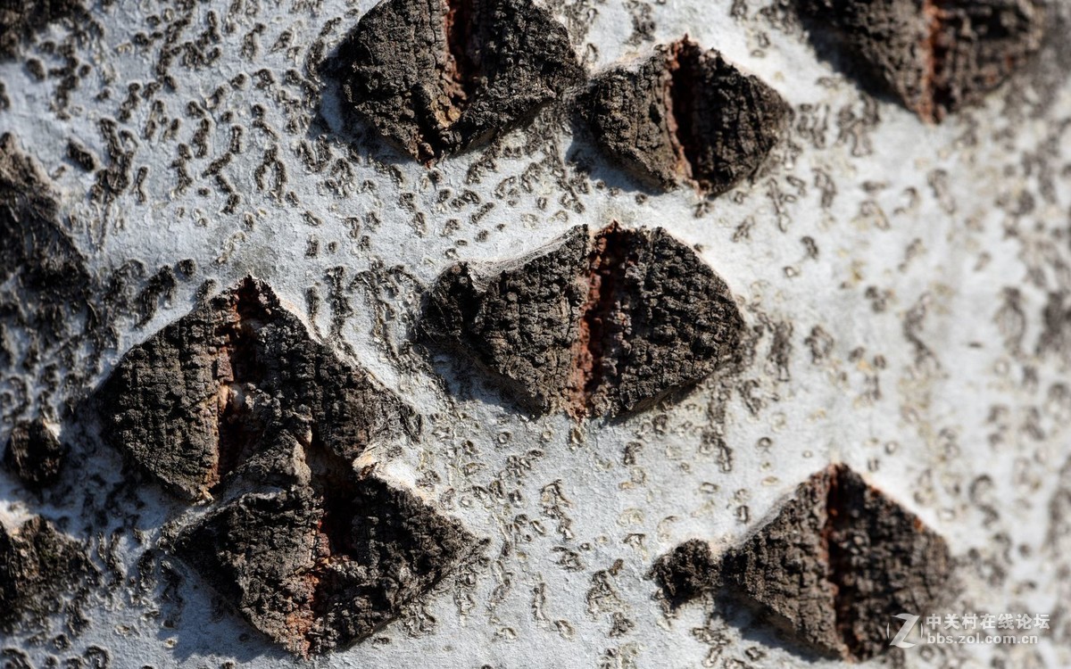 初入微距，腾龙新款90微第一次试拍！