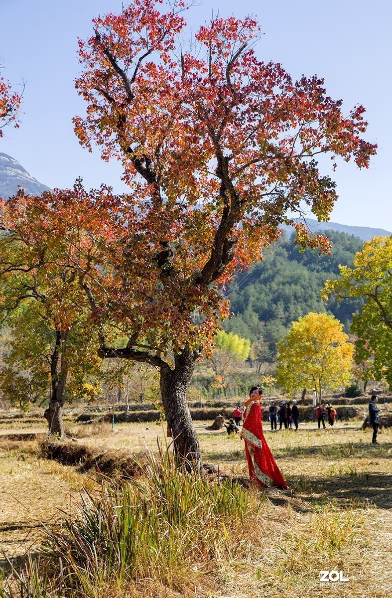 #ZOL月赛晒秋# 山乡红叶