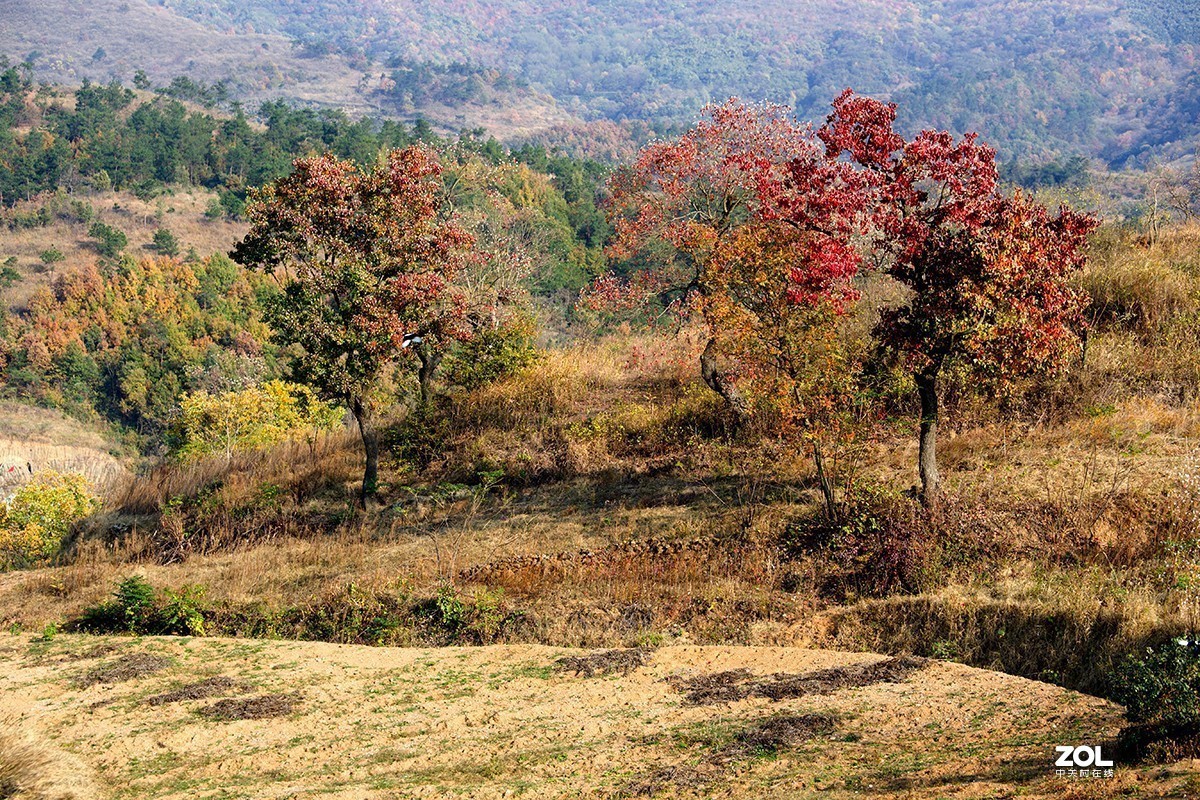 #ZOL月赛晒秋# 山乡红叶