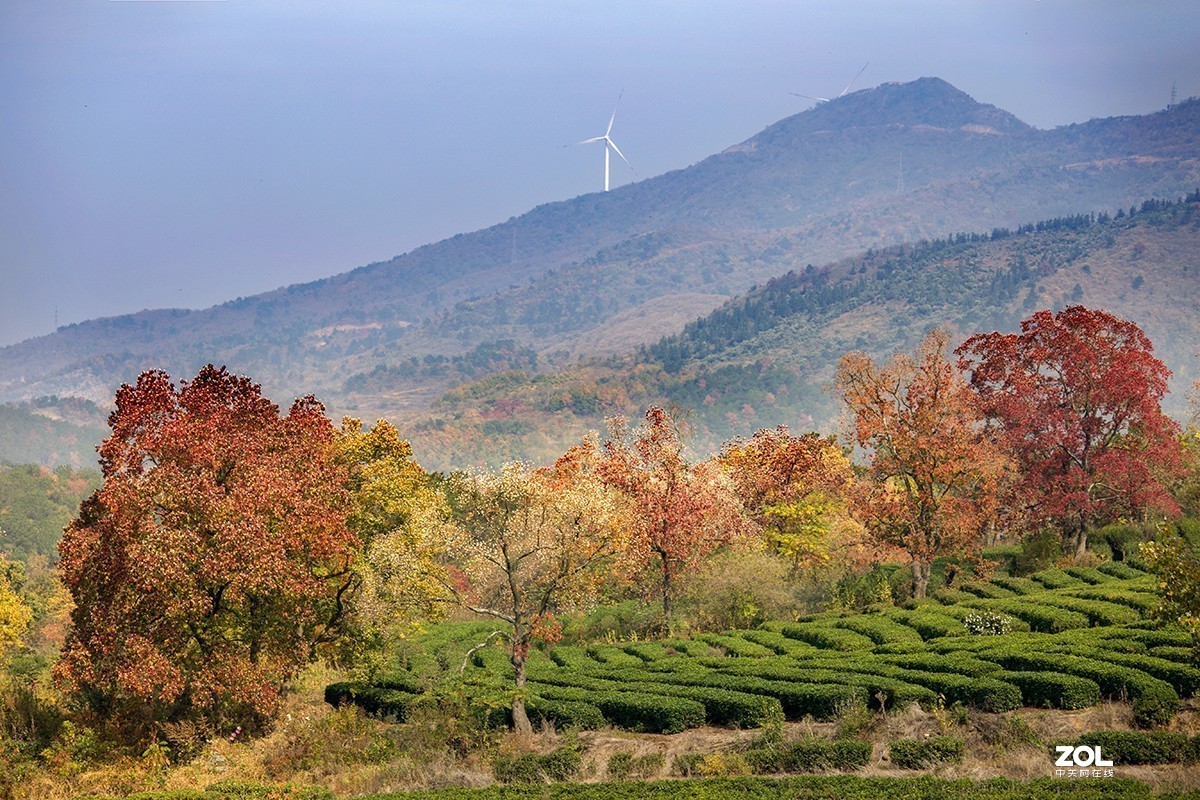 #ZOL月赛晒秋# 山乡红叶