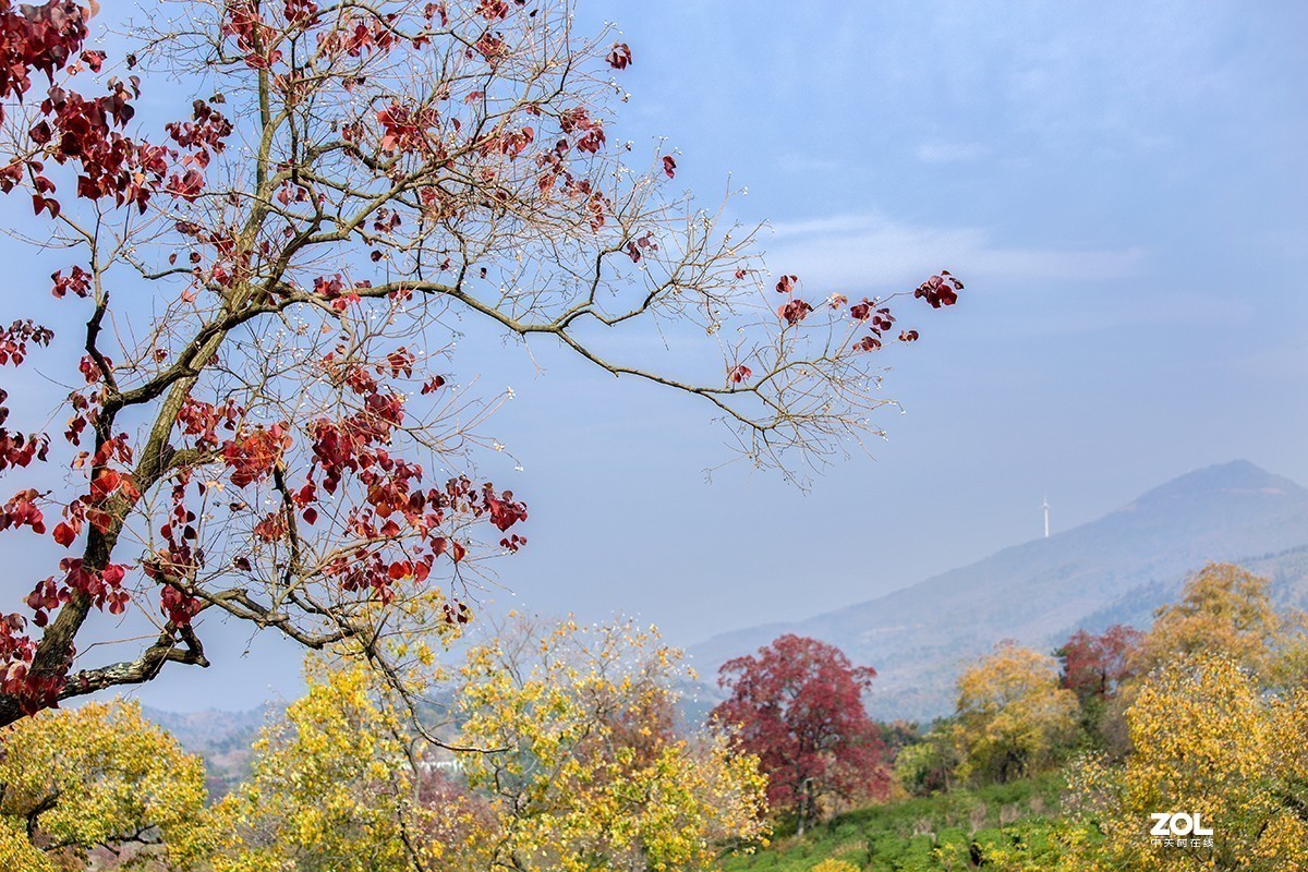 #ZOL月赛晒秋# 山乡红叶