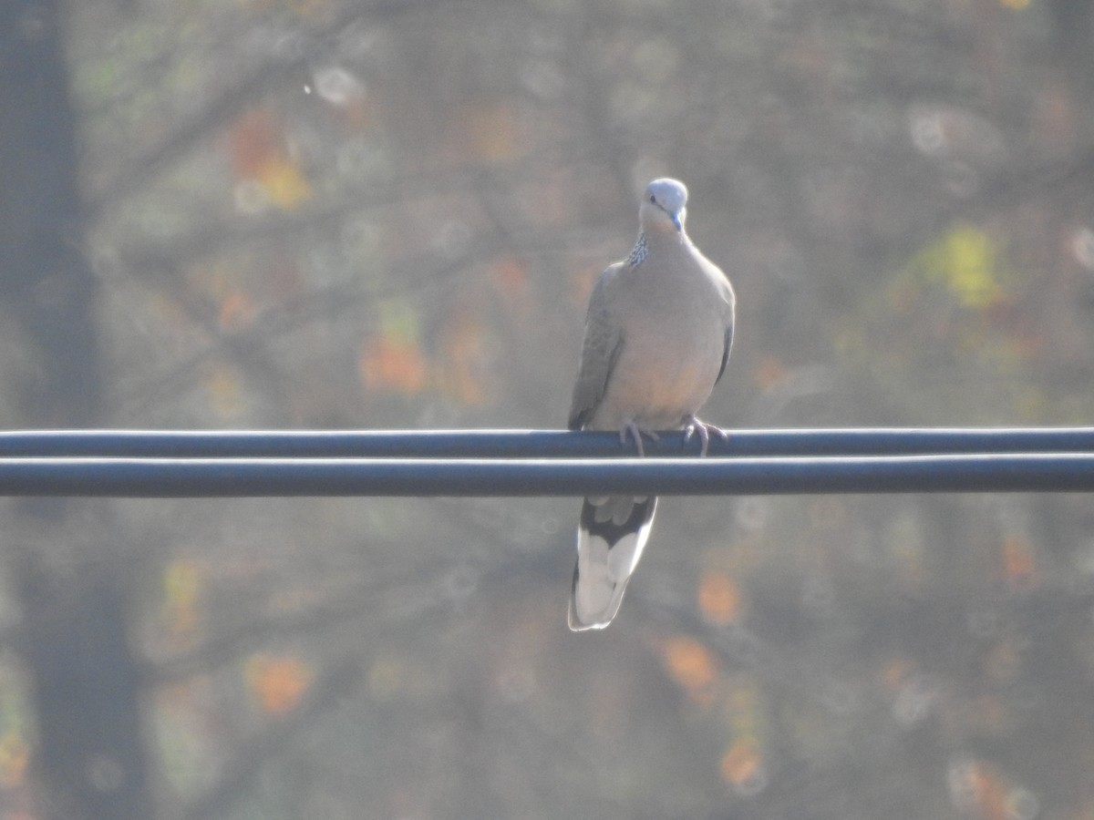 尼康P900S试机照