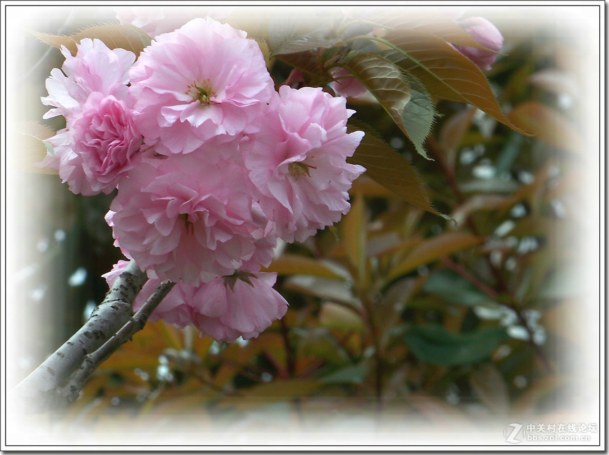 春花秋赏（十）