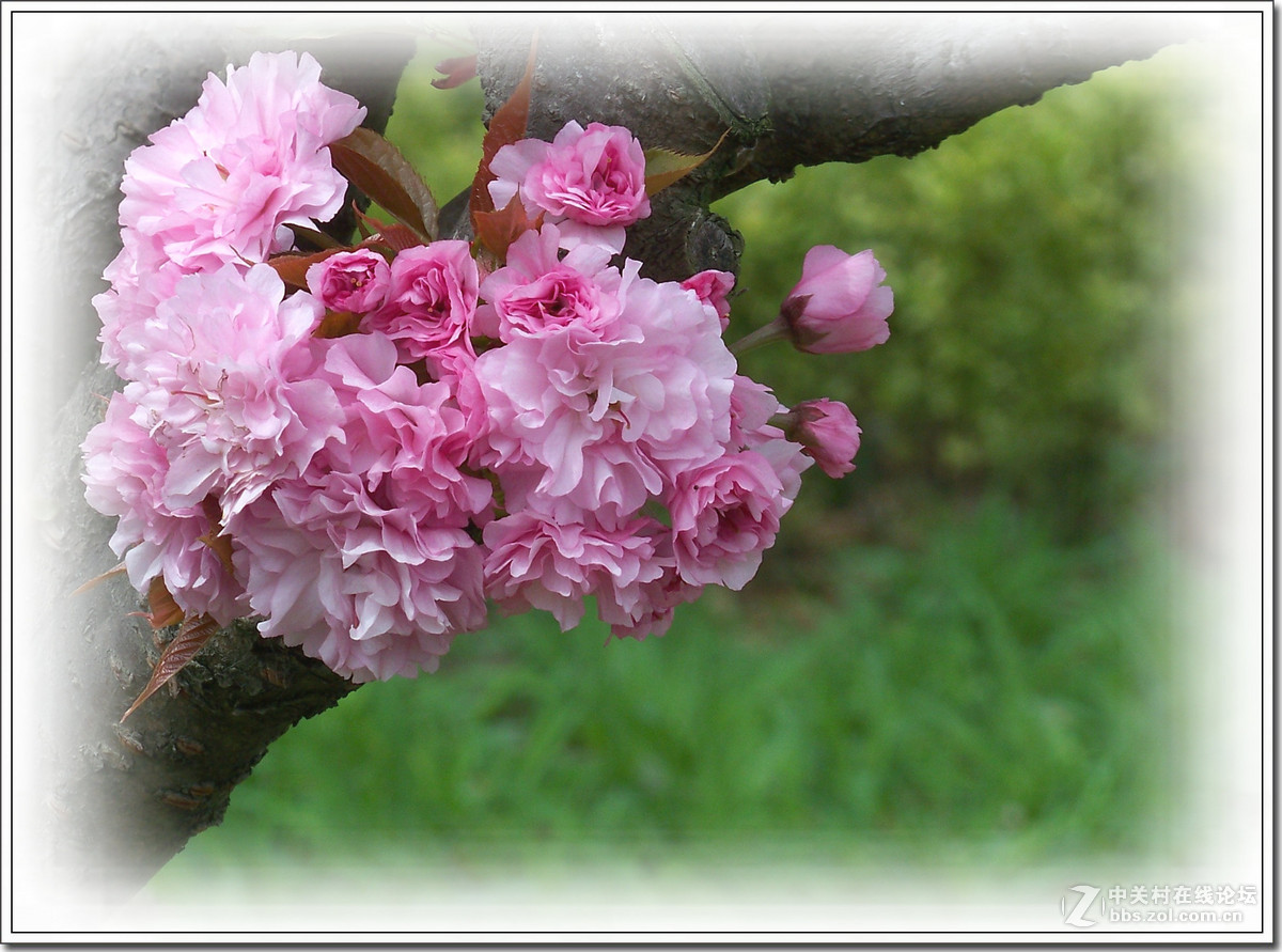 春花秋赏（十）