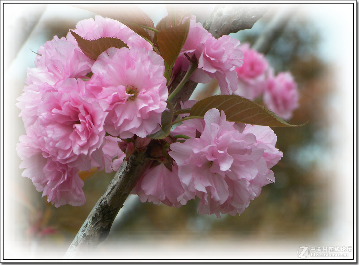 春花秋赏（十）