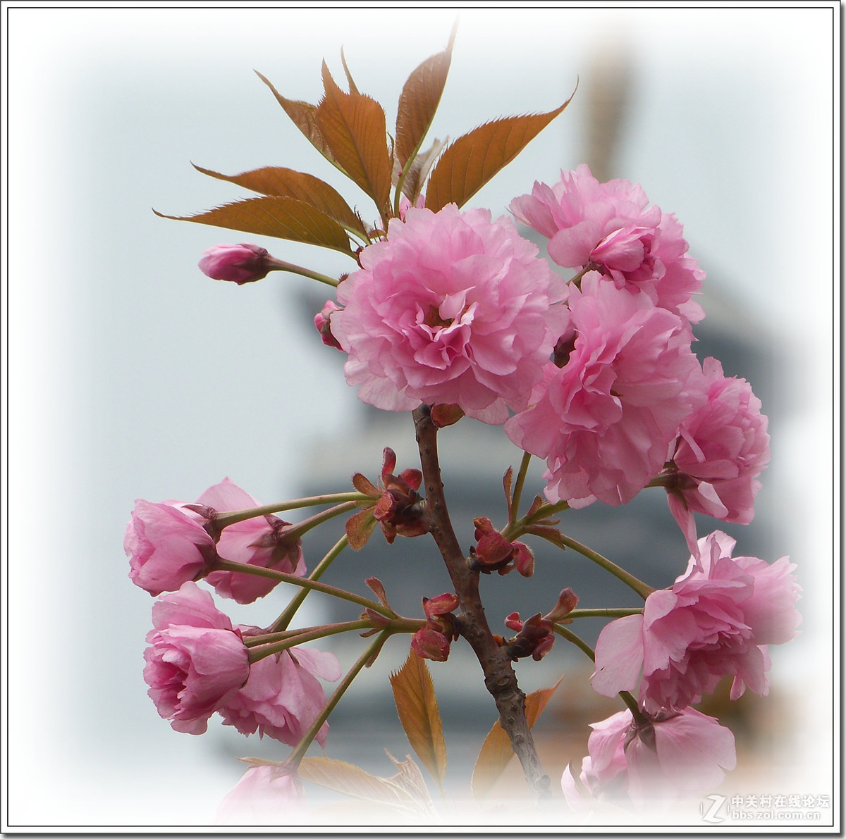 春花秋赏（十）