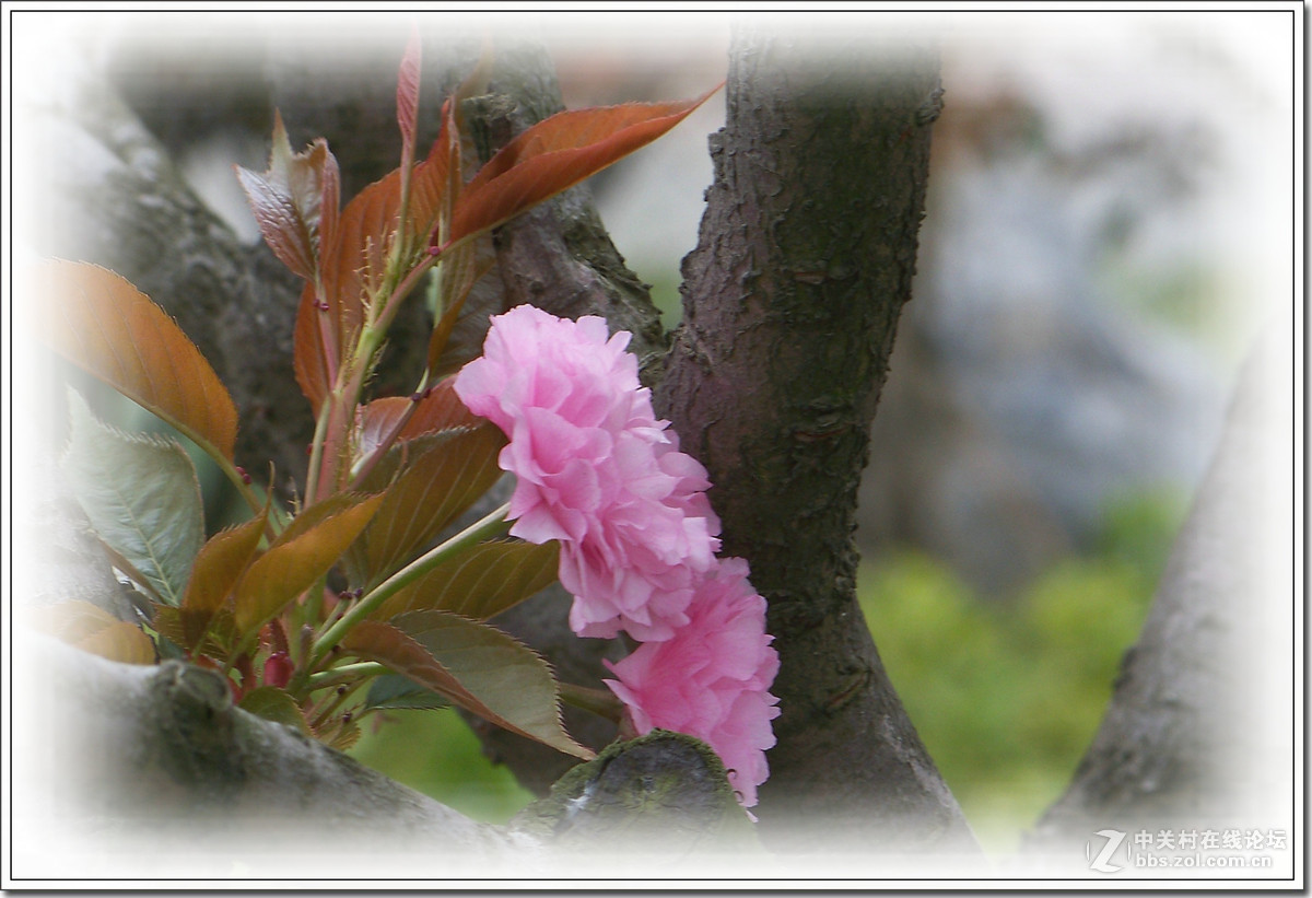 春花秋赏（十）