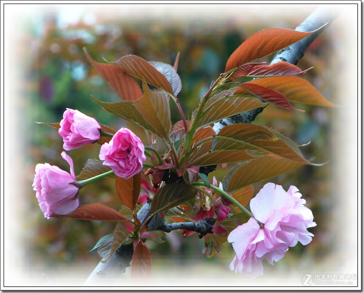 春花秋赏（十）