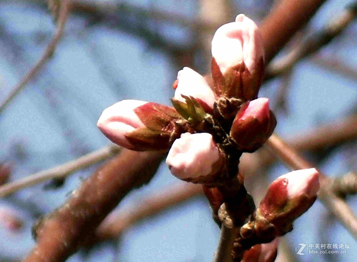 上班路上没带单反，10年前老卡片机随拍几张桃花。