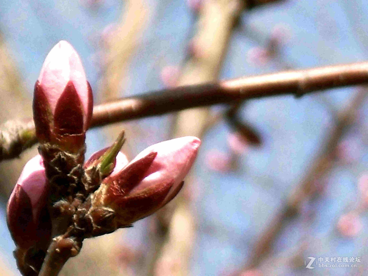 上班路上没带单反，10年前老卡片机随拍几张桃花。