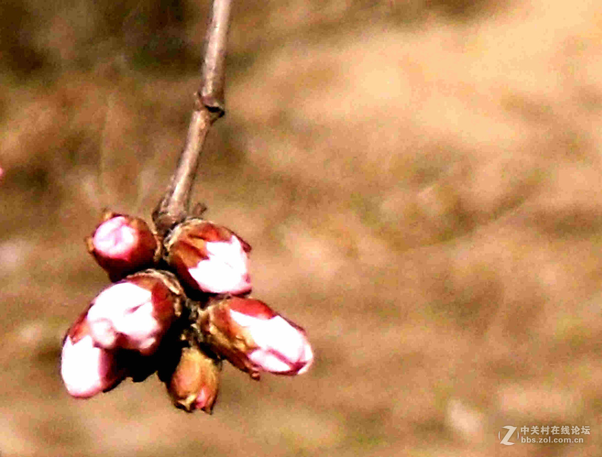 上班路上没带单反，10年前老卡片机随拍几张桃花。