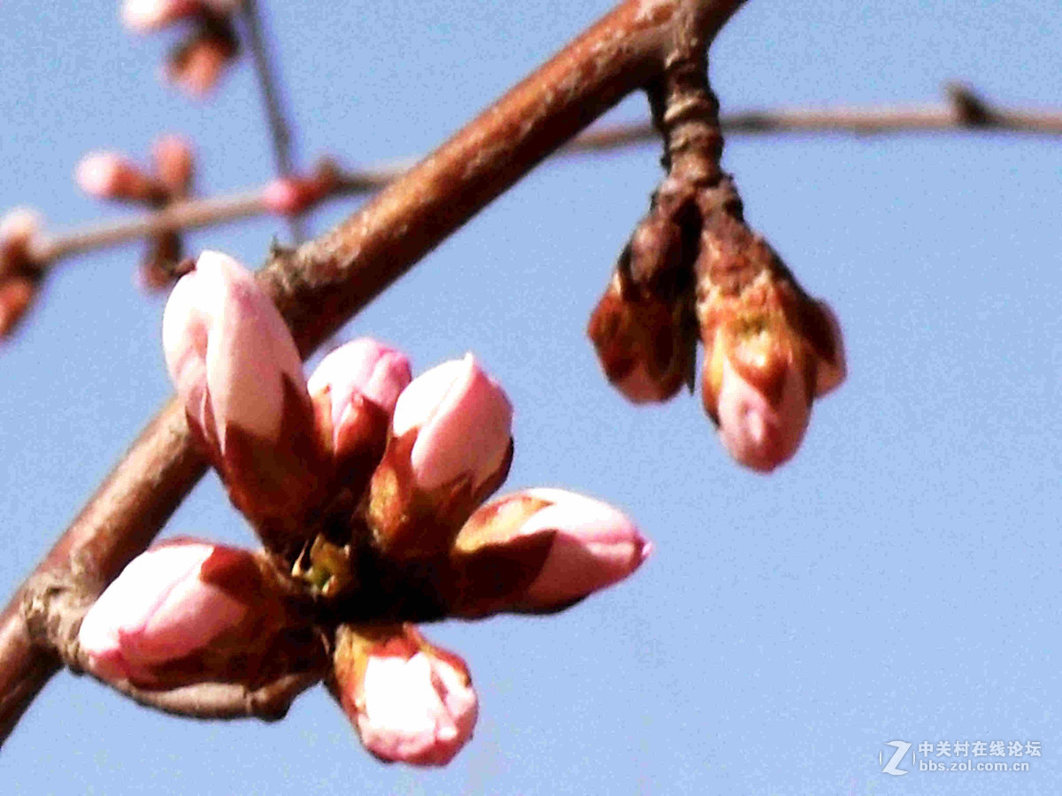 上班路上没带单反，10年前老卡片机随拍几张桃花。