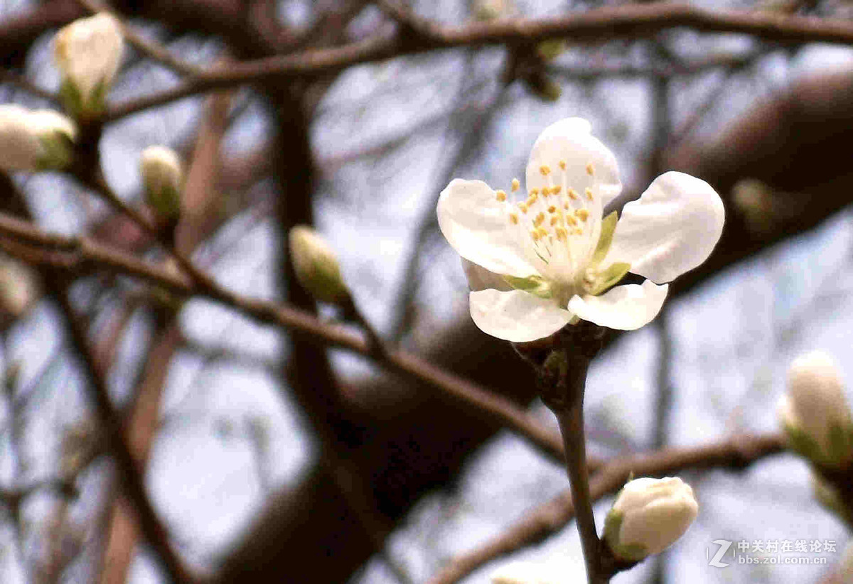 上班路上没带单反，10年前老卡片机随拍几张桃花。